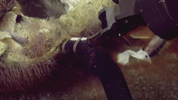 Media type: image;   Invertebrate Zoology 153120 Description: live specimen;